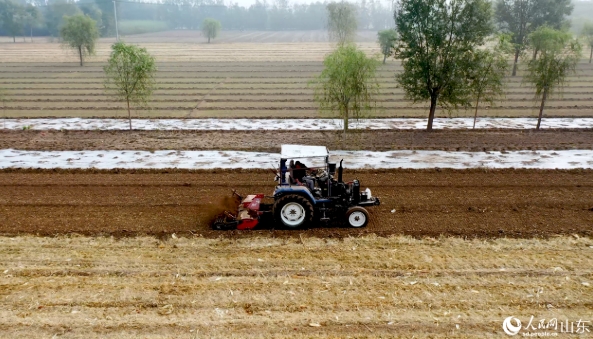 2024年10月15日,張務豹開著拖拉機在田間播種。人民網(wǎng)許崢攝